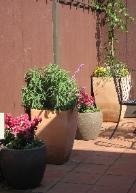 person working on garden filled with plants and flowers
